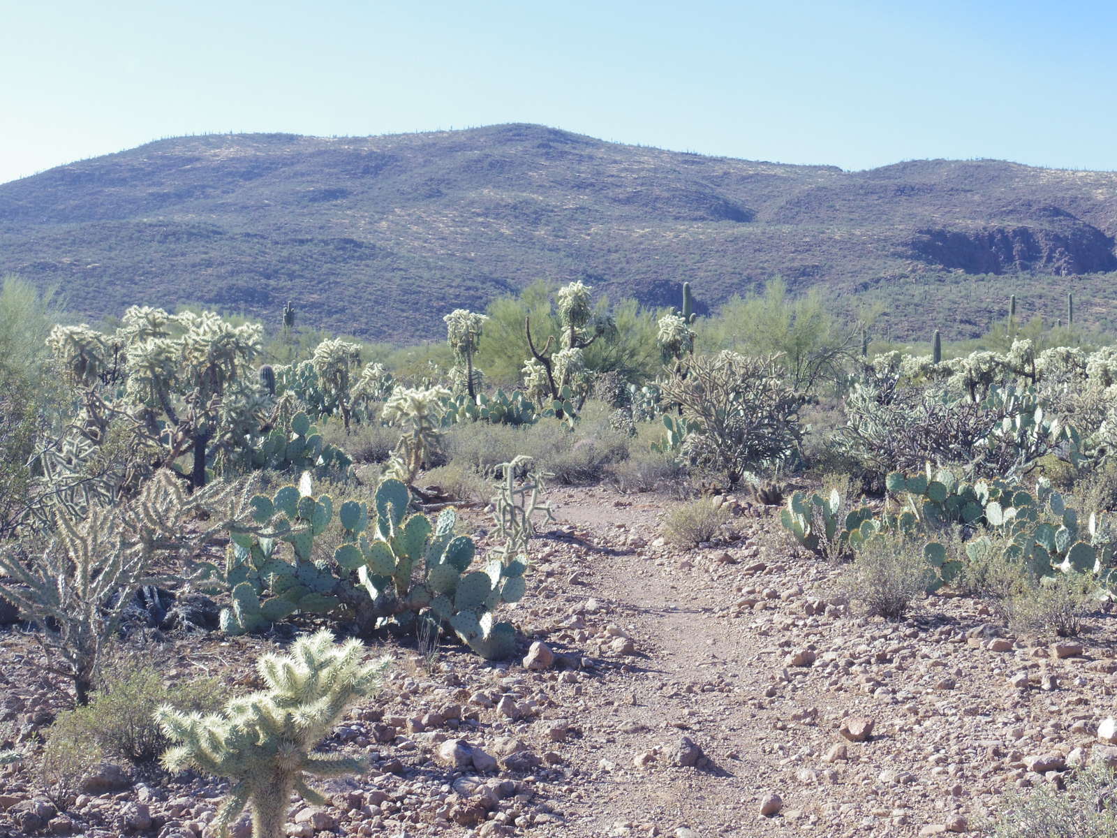Saguaro National Park on the edge of Tucson